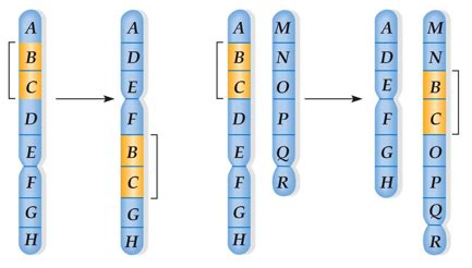 Chromosome Variation Flashcards Quizlet