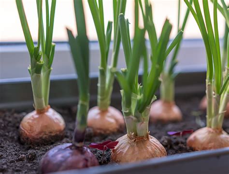 How To Grow Onions In Containers Backyard Boss