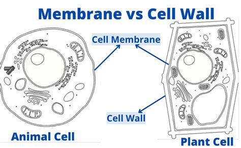 Difference Between Cell Wall And Cell Membrane