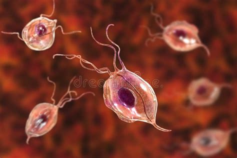 Trichomonas Tenax A Protozoan Found In The Oral Cavity Stock Illustration Illustration Of