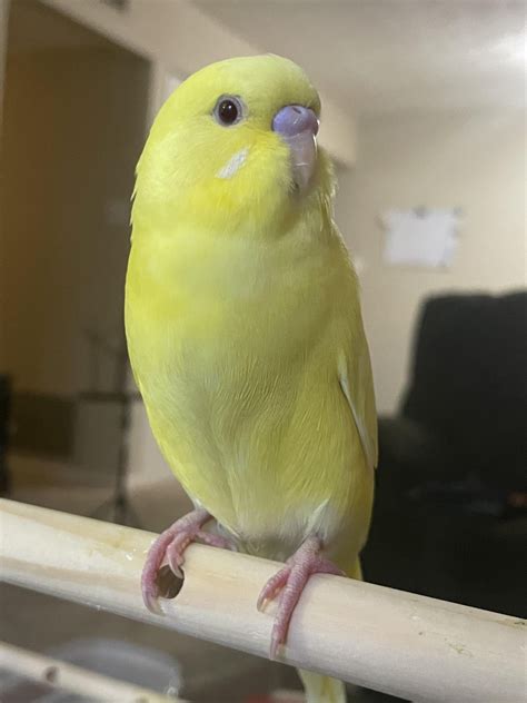 New Budgie Keeps Opening And Closing Mouth Rbudgies
