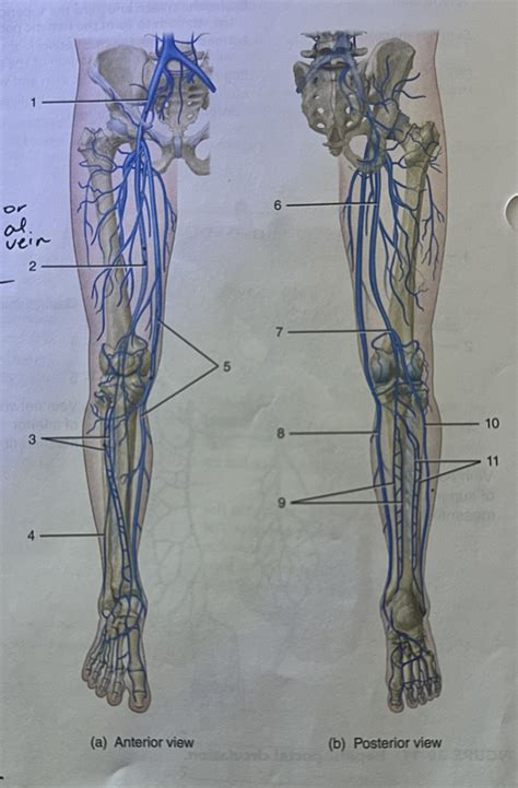 Veins Of The Lower Limbs Diagram Quizlet