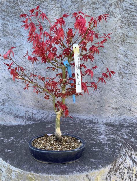 Bonsai Acer Palmatum Deshojo New