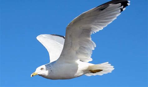 Gull Flying