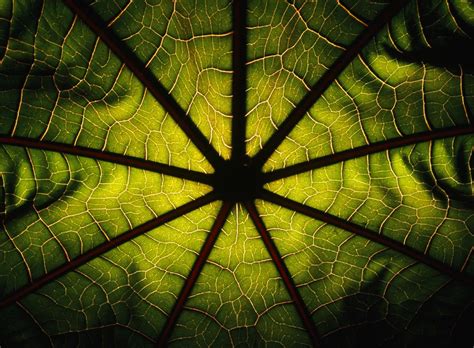 What Are The Geographic Patterns At Viimaddisonblog Blog
