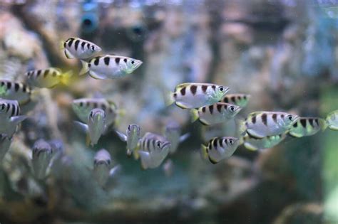 Best Fish Species For Brackish Water Aquariums Care Tips