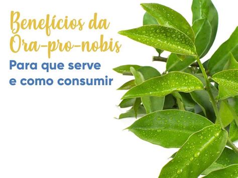 Benefícios da Ora pro nobis para que serve como consumir e onde