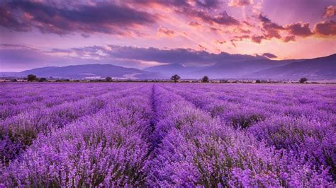 Lavender | Windows Themes