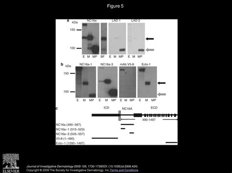 Plasmin Plays A Role In The In Vitro Generation Of The Linear Iga