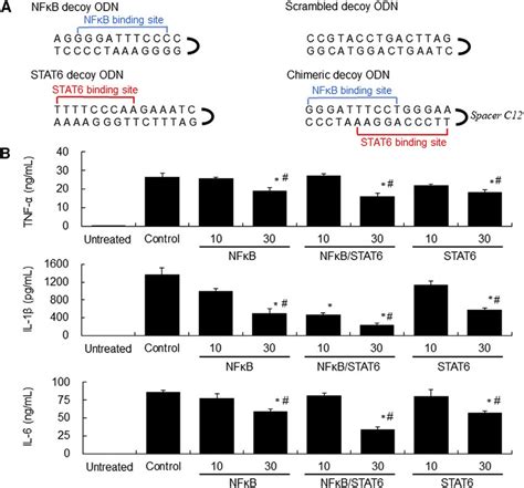 Construction Of Decoy Odns And Effects Of Decoy Odns On Inflammatory