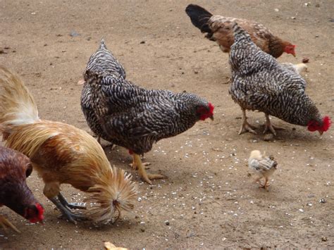 Aves Domésticas de Veredas Educa