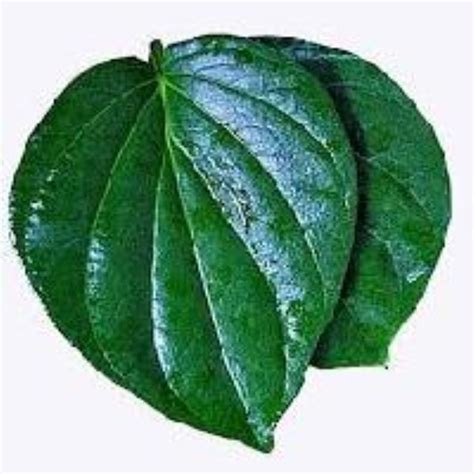 Betel Leaf Or Paan Leaf Varanasi Divine Services