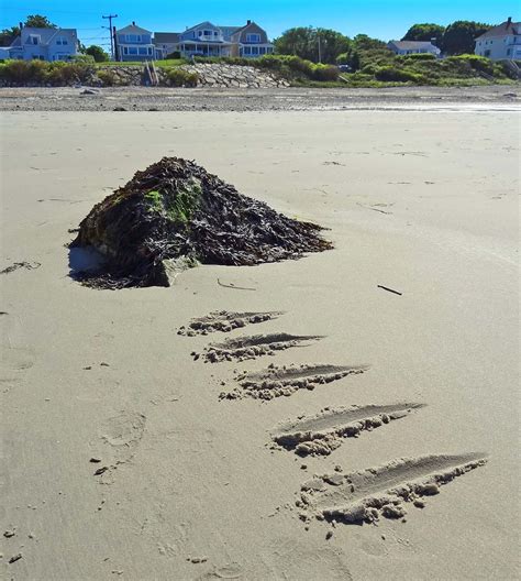 Joe's Retirement Blog: Laps at Low Tide, White Horse Beach, Manomet ...