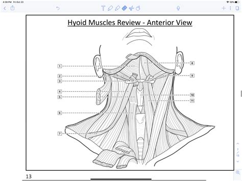 Chpt Hyoid Muscles Anterior View Diagram Quizlet