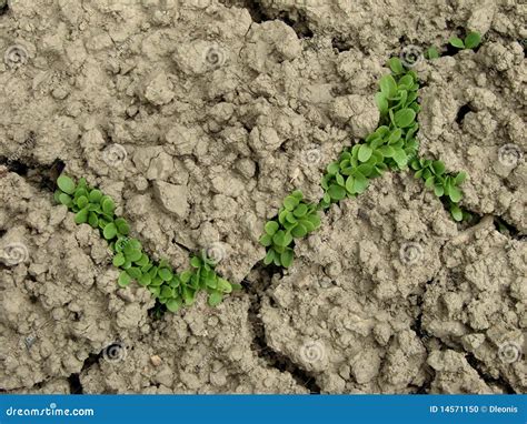 Hard Ground Stock Photo Image Of Growth Botanical Agriculture 14571150