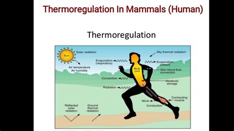 Biology Part Ii Ch 15 Lecture 10 Thermoregulation In Mammals Or