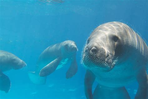 Amazonian Manatees on the Increase, Researchers Say - SoGoodly