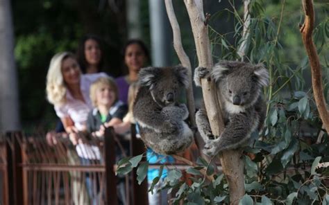 Melbourne Zoo Ticket | Book Online!