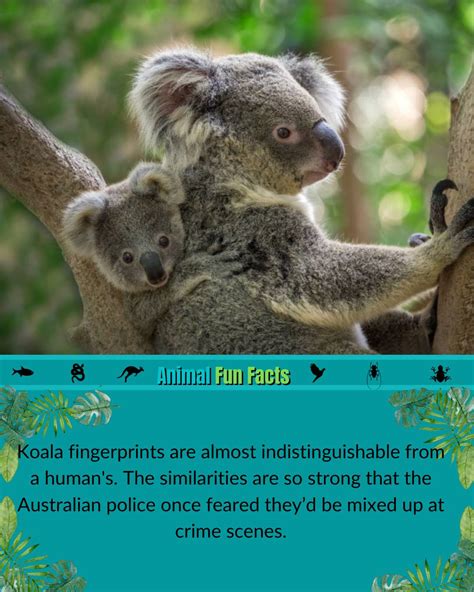 Koala fingerprints vs human fingerprints | Scrolller