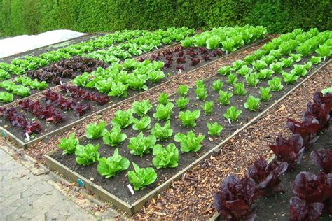 How to Plan and Layout a Vegetable Garden | luv2garden.com