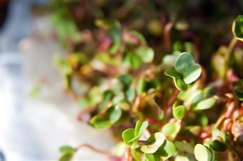 Crecimiento de brotes orgánicos verdes Foto Premium