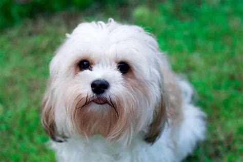 Cavachon Dog Breeds Facts Advice And Pictures Mypetzilla Uk