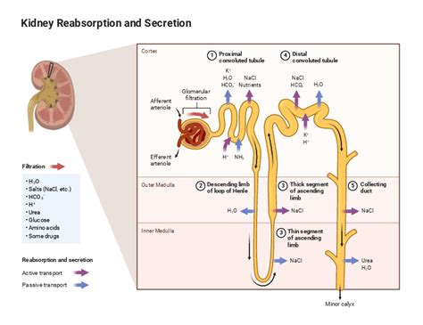 Nephron Reabsorption Diagram