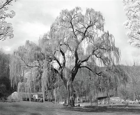 Weeping Willow Photograph by Mike McGlothlen - Pixels