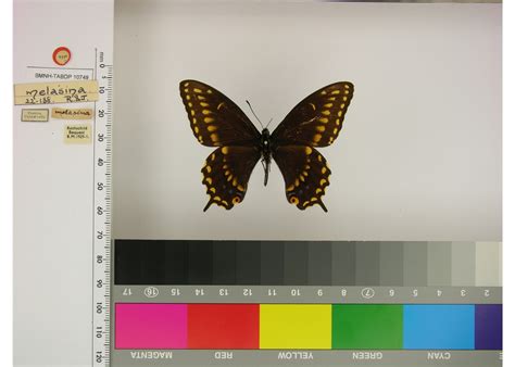 Papilio polyxenes americus (type specimens)