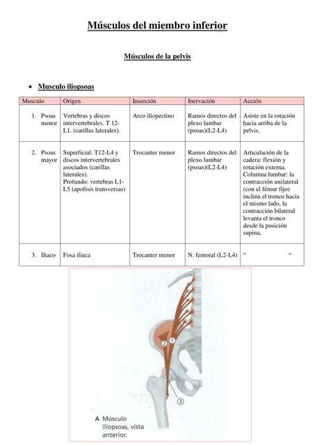 Músculos del Miembro Inferior Adriana Baez uDocz