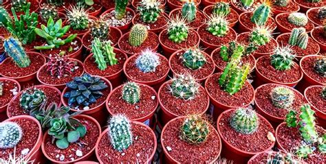 Cacti And Succulents The Differences And How To Tell Them Apart Succulents For Life