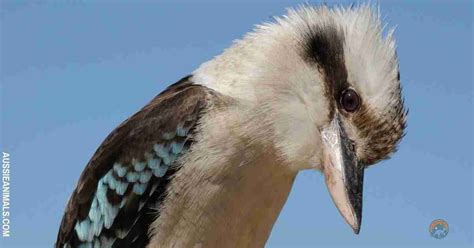 Meet the Kookaburra - Facts, Habitat and Habits