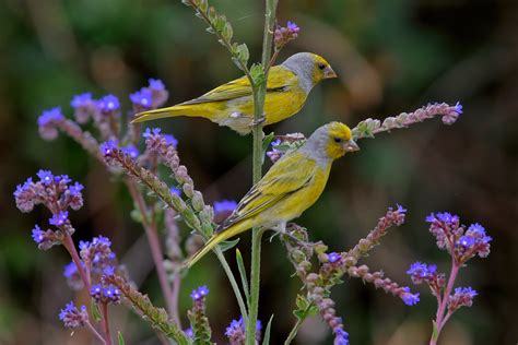 Капский вьюрок, Serinus canicollis canicollis, Cape Canary… | Flickr