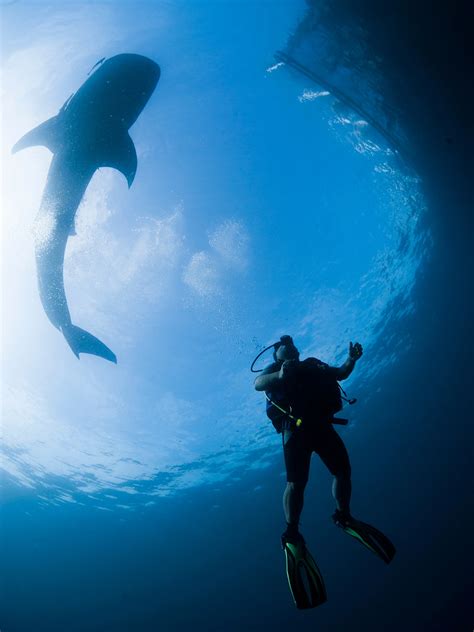 whale shark diving experience baglioni resort maldives