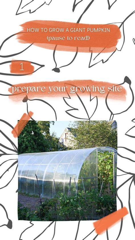 Giant Pumpkin Growing Guide | Vegan pumpkin recipes, Giant pumpkin ...