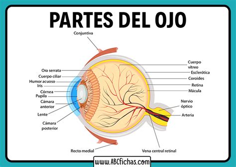 Anatomía Y Partes Del Ojo Humano Función Del Ojo