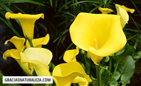 Cala Amarilla Caracter Sticas Y Cuidados De Esta Flor