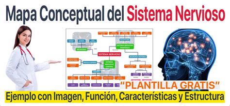 Mapa Conceptual del Sistema Nervioso 2024 Plantilla Gratis Característi