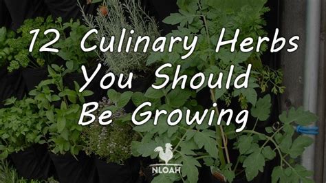 12 Culinary Herbs You Should Be Growing • New Life On A Homestead