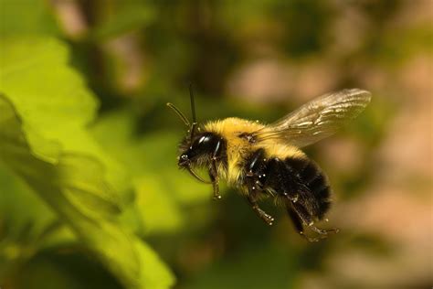 Flight Of The Bumblebee 🌻🐝 R Pics