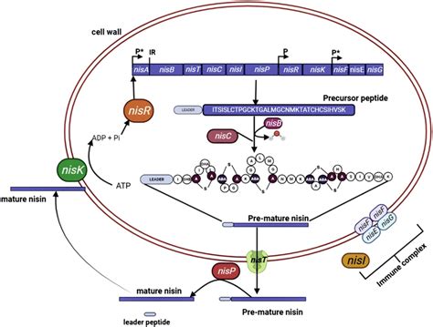 Example Of Lantibiotic Biosynthesis The Cycle Of Biosynthesis And Gene Download Scientific