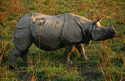 Female Indian rhinoceros profile - Stock Image - F023/2501 - Science ...