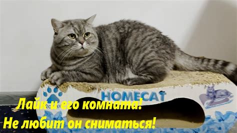 Кот лайк и его тайная комната!🌴ЛАЗАРЕВСКОЕ СЕГОДНЯ🌴СОЧИ. - YouTube