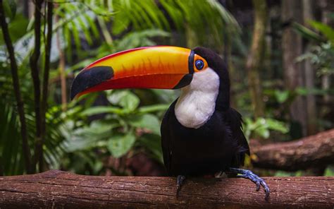 Download Toucan HD wallpaper for 2880 x 1800 | Cute birds, Animals, Hd wallpaper