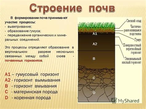 под руководством учителя или родителей сделайте срез почвы, выкопав ...