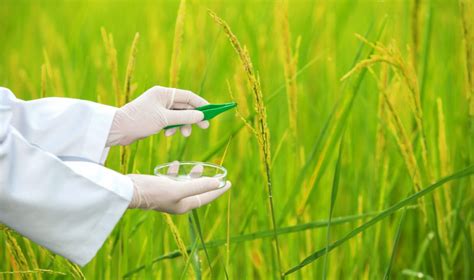 Bioengineering Increases Rice Yield By Percent Asian Scientist