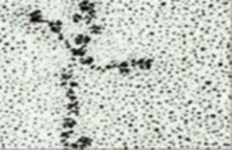 Laminin: Evidence of Divine Creation? | Snopes.com