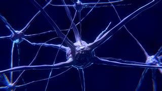 Neurons Brain Cells · Free image on Pixabay