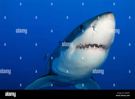 Shark Mouth Open Front View