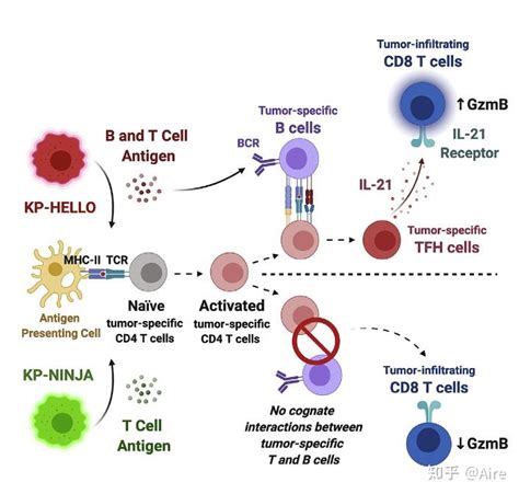 滤泡性辅助t细胞会参与细胞免疫吗？ 知乎